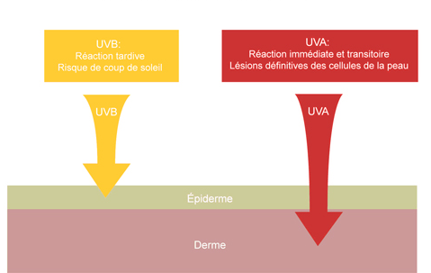 schéma de la pénétration des UV et UVA et leurs impacts